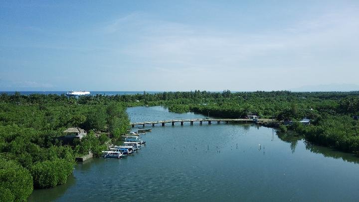 Berita Hutan mangrove